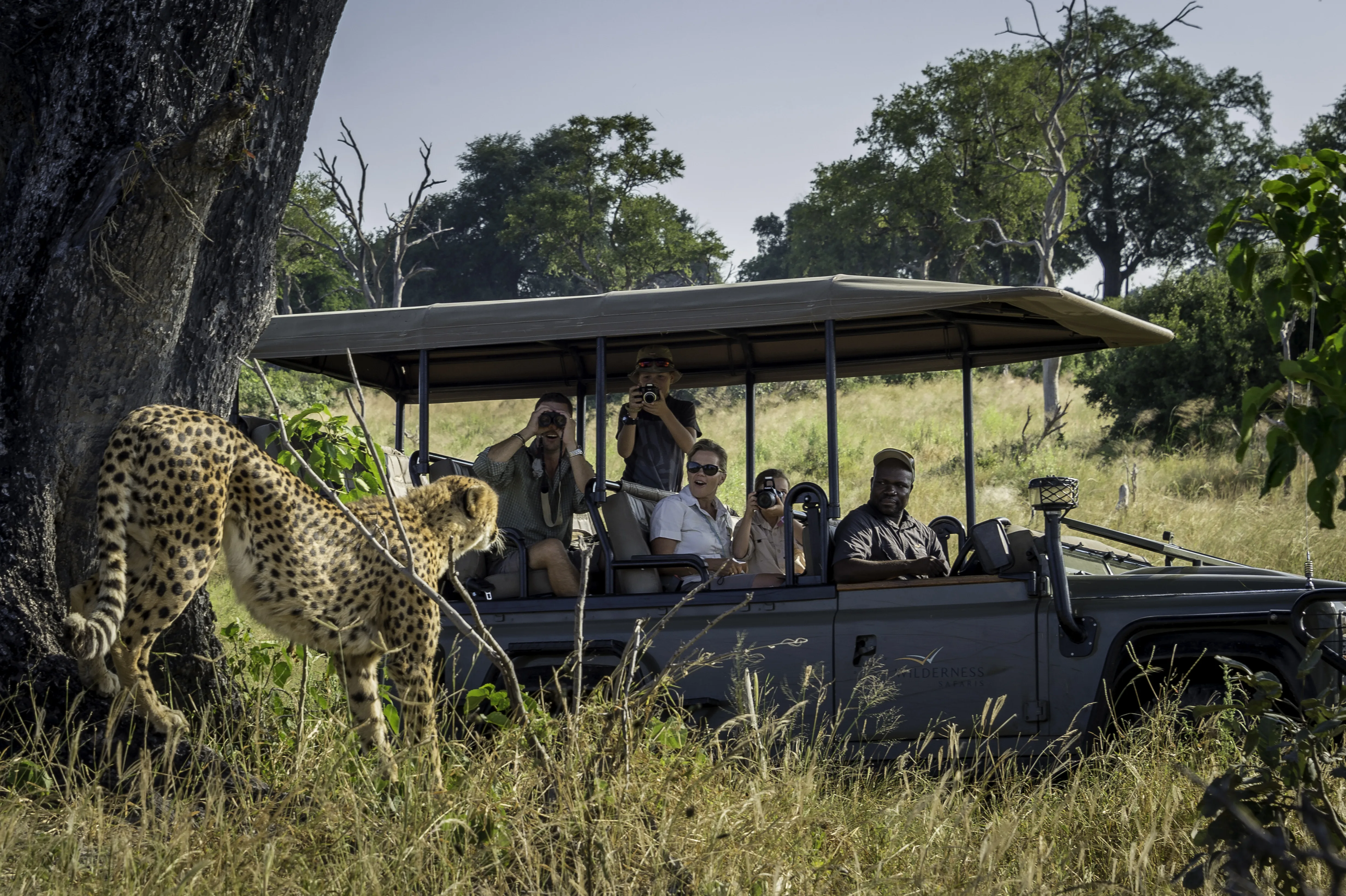 Cheetah dichtbij safarivoertuig met toeristen tijdens fotosafari in open terreinwagen – spannende wildlife encounter in de Afrikaanse bush tijdens huwelijksreis.