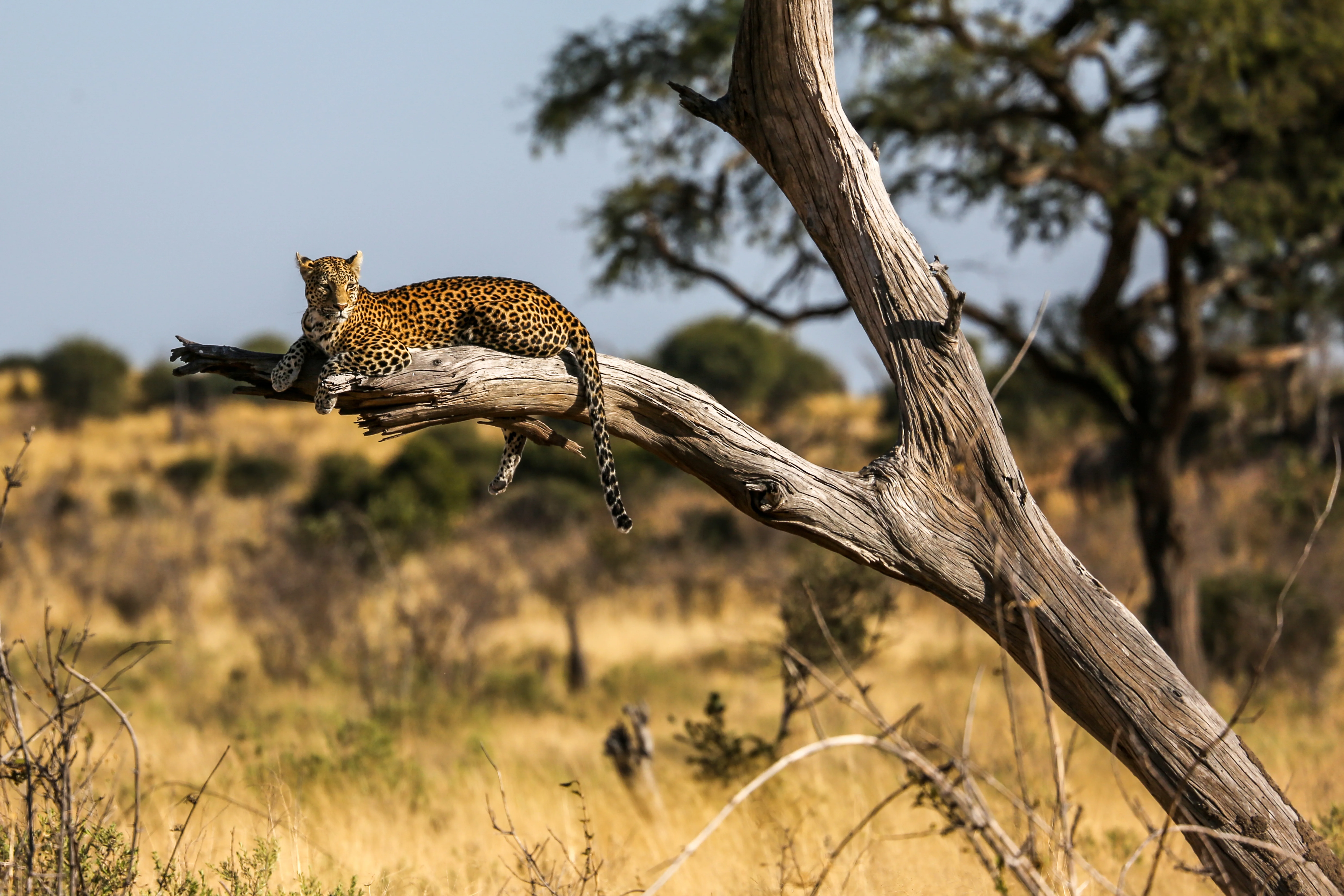 Luipaard rustend op tak van dode boom in de Afrikaanse savanne – wildlife spotten tijdens huwelijksreis safari in Botswana of Zuid-Afrika.