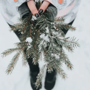 Dennen bedekt met sneeuw