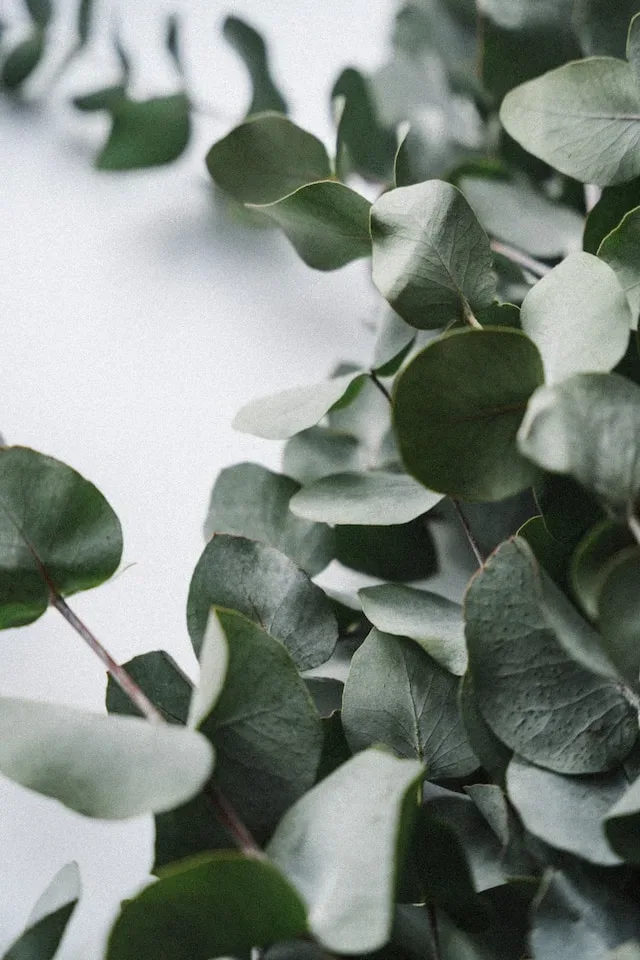 Eucalyptus