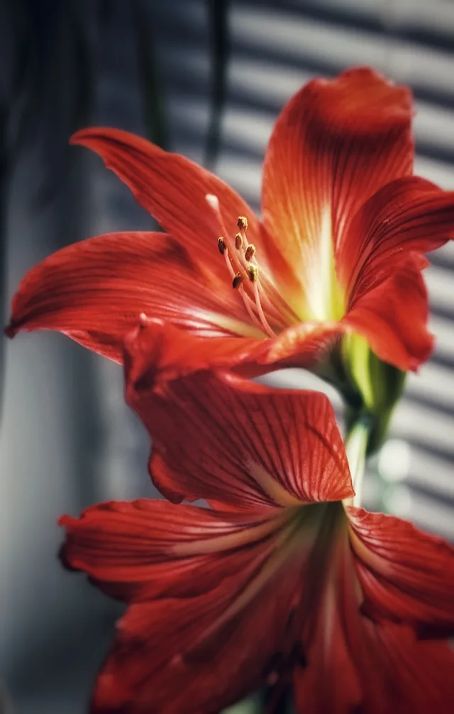 Amaryllis bloem