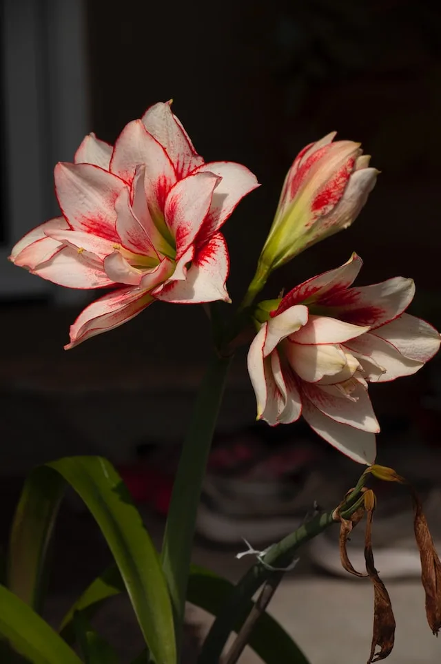 Amaryllis bloem