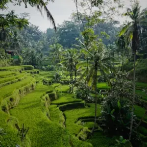 Foto van natuur in Bali