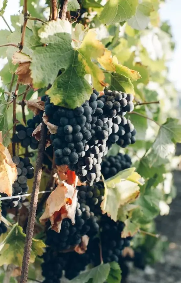 Druiven in wijngaard.