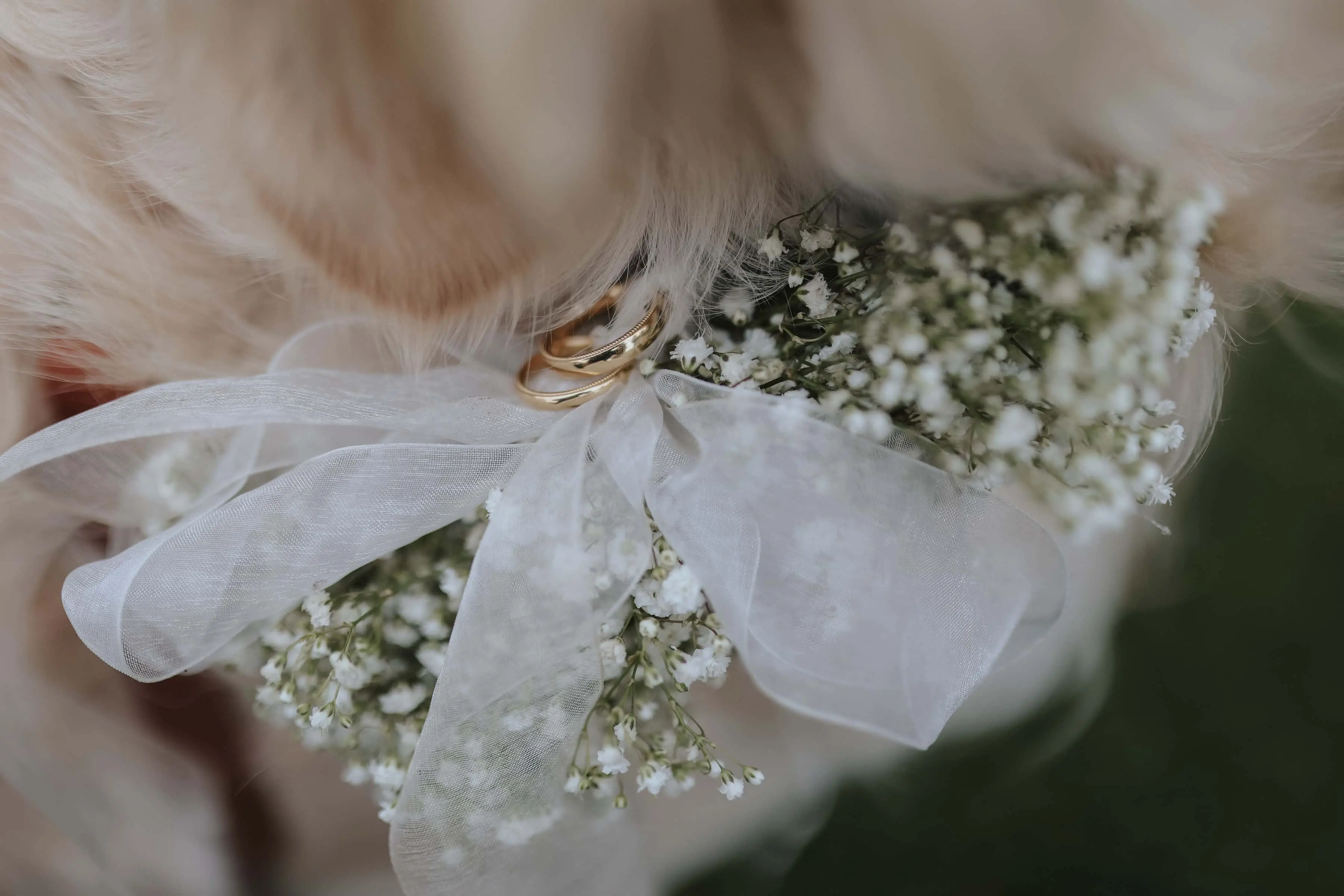 hond met speciale halsband en trouwringen om