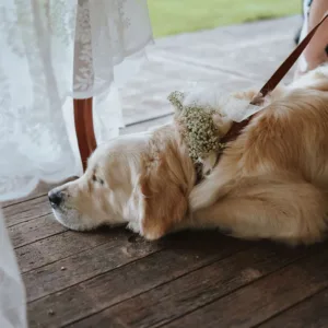 golden retriever op bruiloft