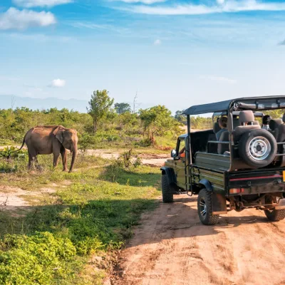 Safari-huwelijksreis met wilde dieren en onvergetelijke ervaringen